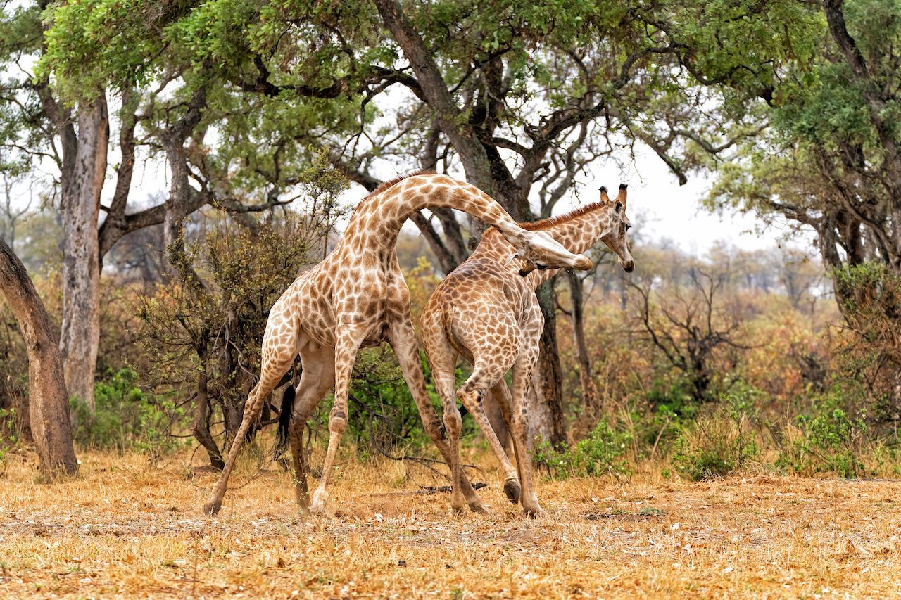 Giraffen Wie Sie Schlafen Essen Und K Mpfen Galileo