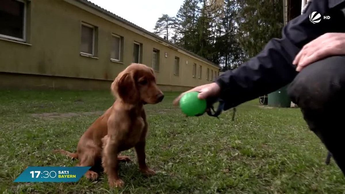 TV sorgt für tierische Verwirrung: Verdutzter Hund begeistert das Netz