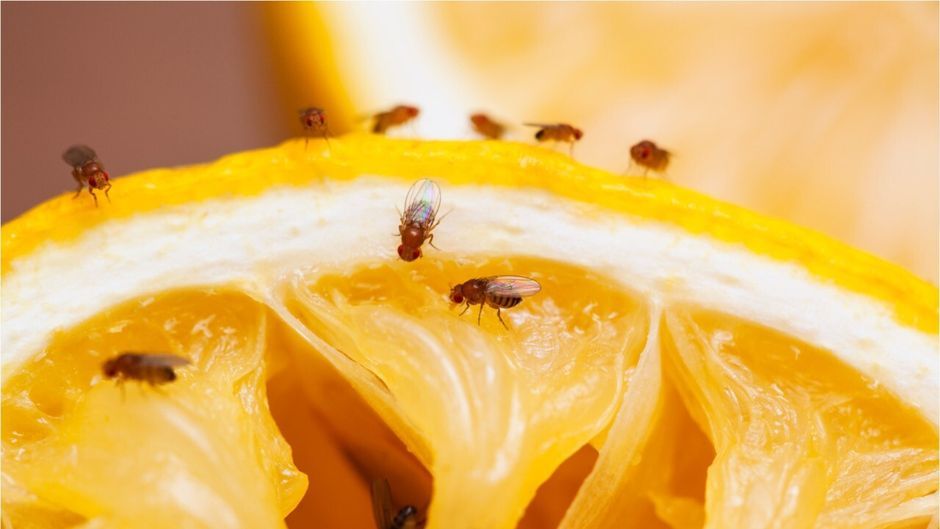 Lästige Fruchtfliegen bekämpfen und dauerhaft loswerden