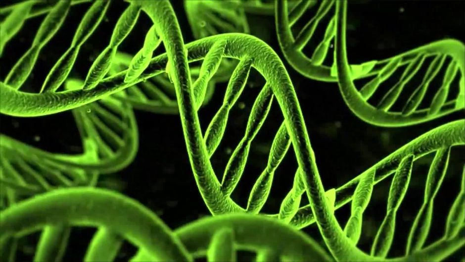 Wissenschaftler haben festgestellt Die Gene bleiben nach dem Tod noch