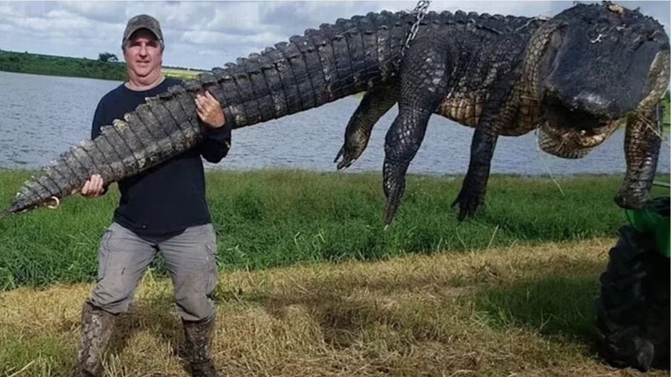 Ber Vier Meter Lang Und Kilo Schwer J Ger Erlegt Riesen Alligator Kabel Eins