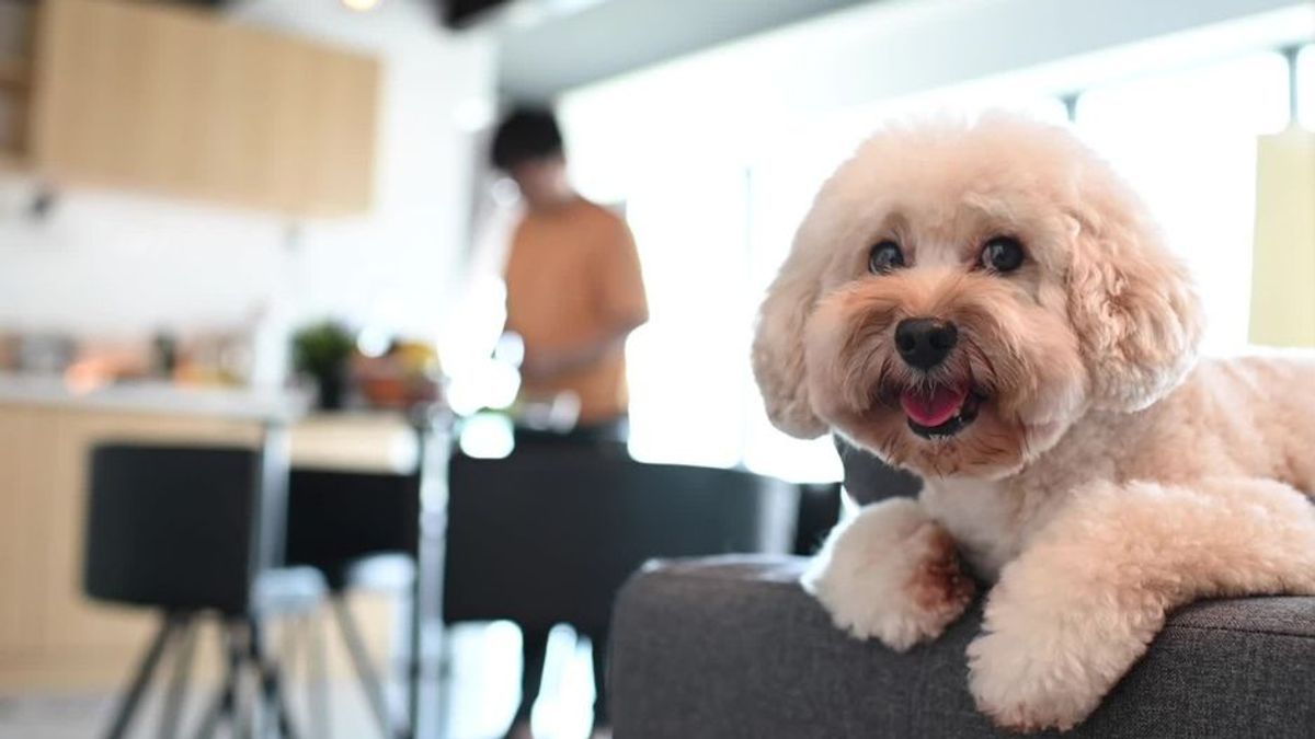 Mit dem Hund ins Büro: Tipps und Tricks für Zwei- und Vierbeiner