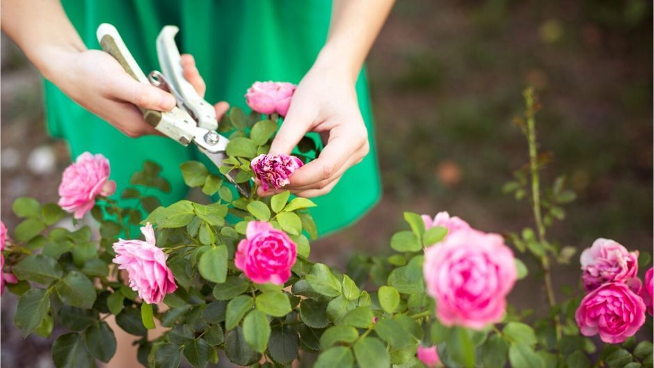 Gärtnern im Herbst: Das ist bei der richtigen Rosenpflege zu beachten