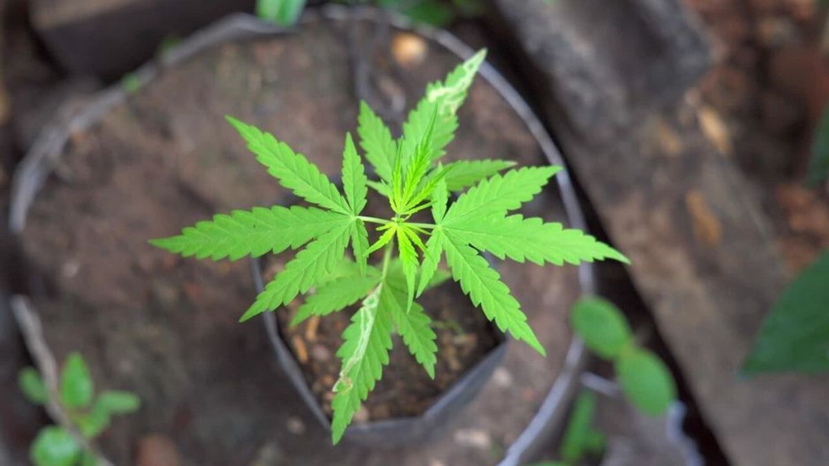 Cannabis Legalisierung: So soll sie aussehen