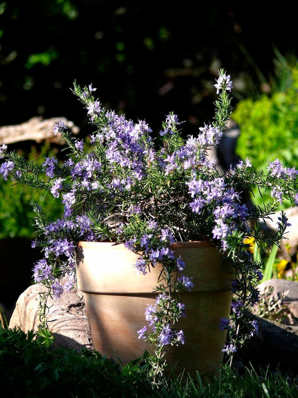 Ein würziges Küchenkraut und Insektenmagnet: Rosmarin. Die mediterrane Pflanze liebt Sonne und hält auch trockene Phasen gut aus.