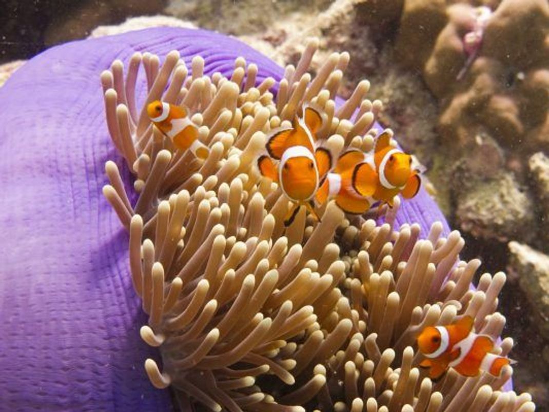 Zusammen ist man stärker: Gilt auch für den Clownfisch und die Anemone.