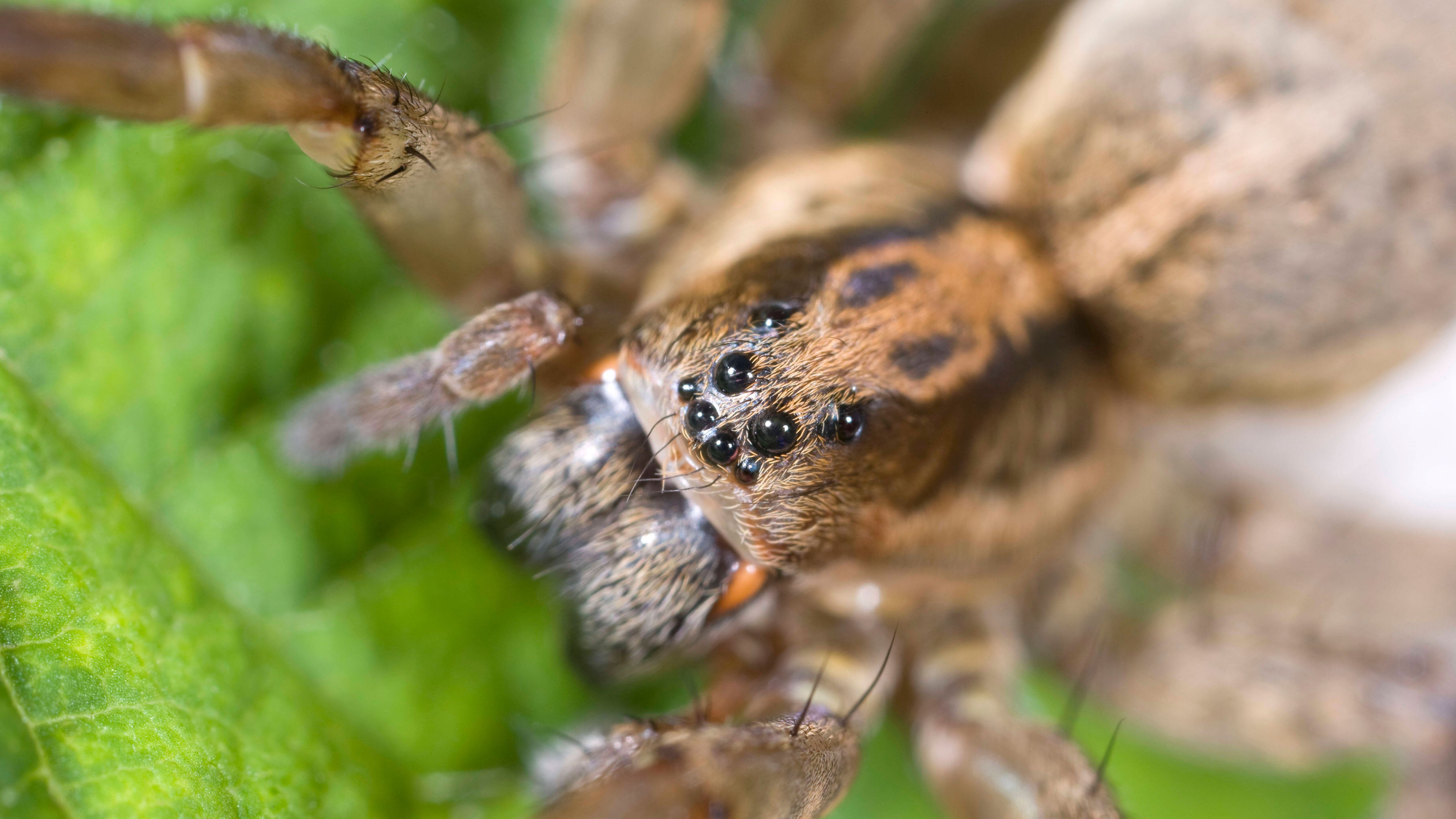 Die meisten Webspinnen haben acht Augen. Die Anordnung der Augen variiert von Art zu Art. Bei der Wolfsspinne (Bild) sind die acht Augen in drei Reihen angeordnet. Die größeren Hauptaugen liegen in der Mitte.