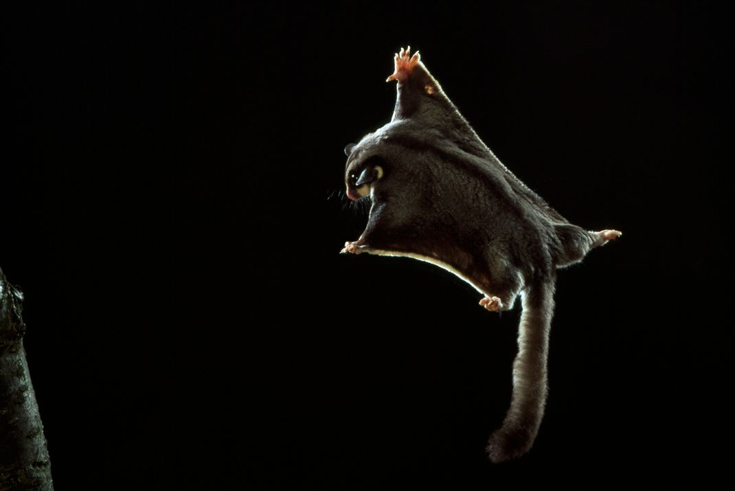 Ein Sugar Glider gleitet mithilfe seiner Flughaut durch die Nacht.