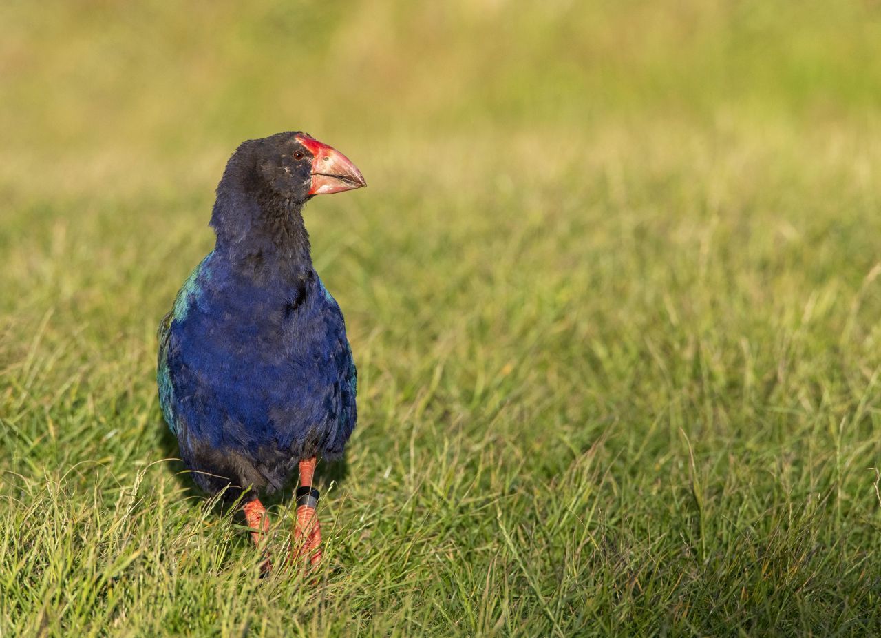 Der Neuseeländische Takahe galt seit dem Jahr 1894 als ausgestorben. Aufgrund der Flugunfähigkeit waren die Vögel eine leichte Beute für Mensch und Tier. Im Jahr 1948 wurde der totgeglaubte Vogel schließlich wiederentdeckt. In einem entlegenen Hochtal gelang es dem Takahe zu überleben.