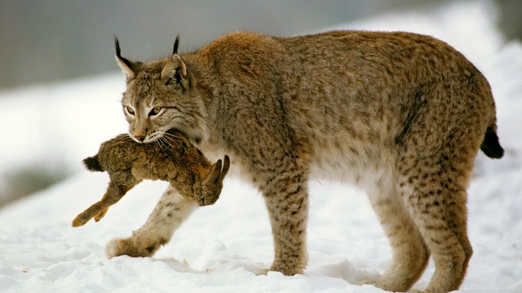 Ein Luchs trägt seine Beute im Maul, einen Hasen.