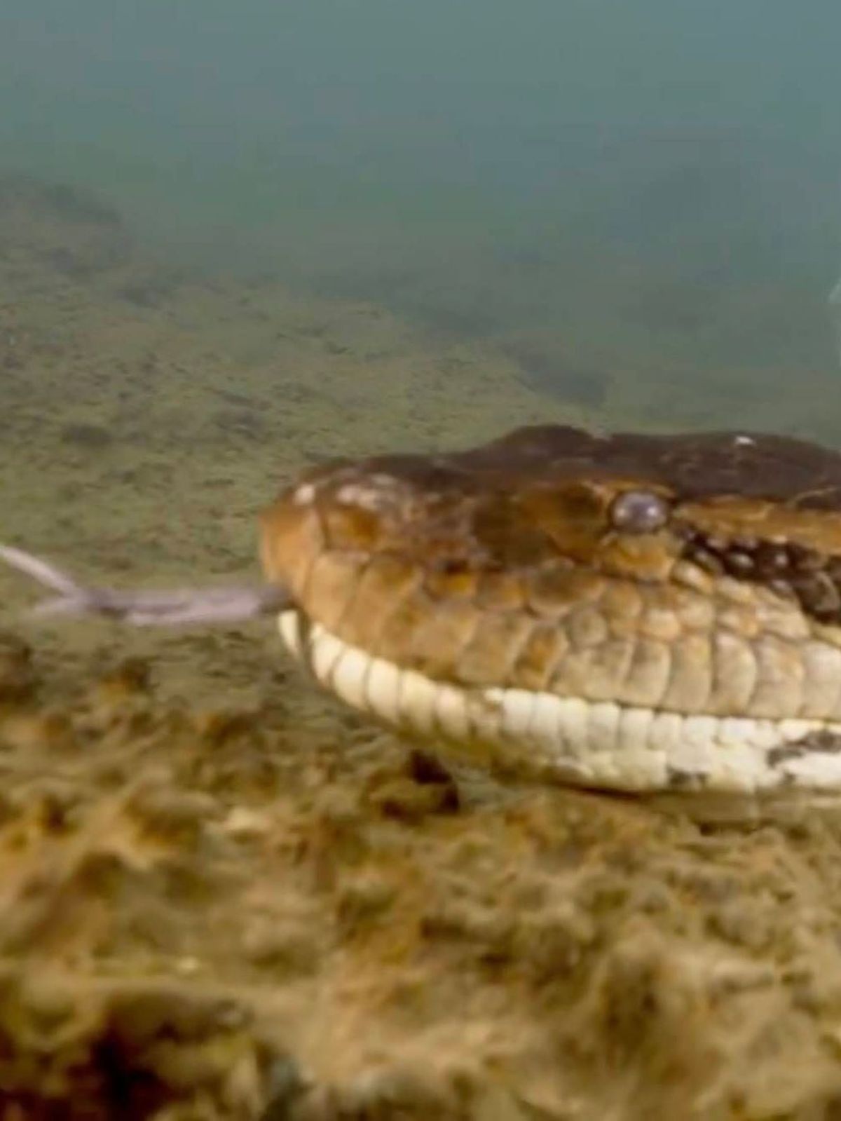 Größte Schlange der Welt: Sie blieb bislang unentdeckt: Die nördliche grüne Anakonda ist acht Meter lang.