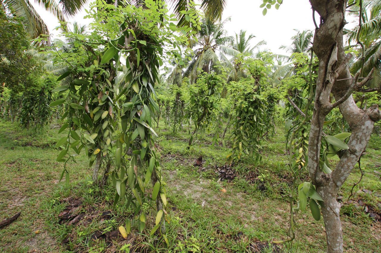 Auf Madagaskar gibt es einen Radiosender über Vanille. Er heißt "Radio Vanille Sambava". Hier wird von Verbrechen rund um das teure Gewürz berichtet und live von Plantagen gesendet. 