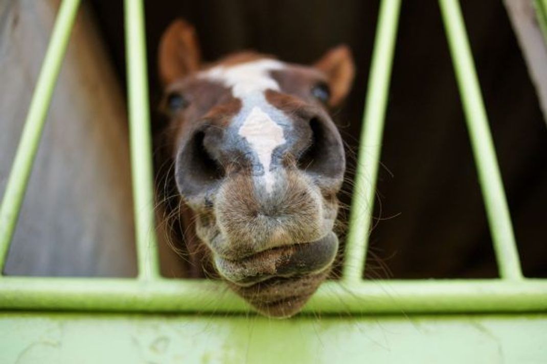Lippen und Nüstern von Pferden sind sehr empfindlich. In ihnen befinden sich Reflexzonen.