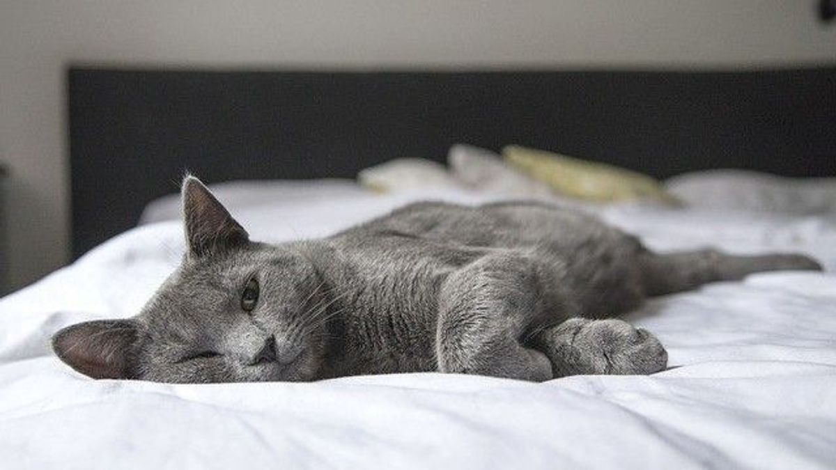 Katze auf Bett