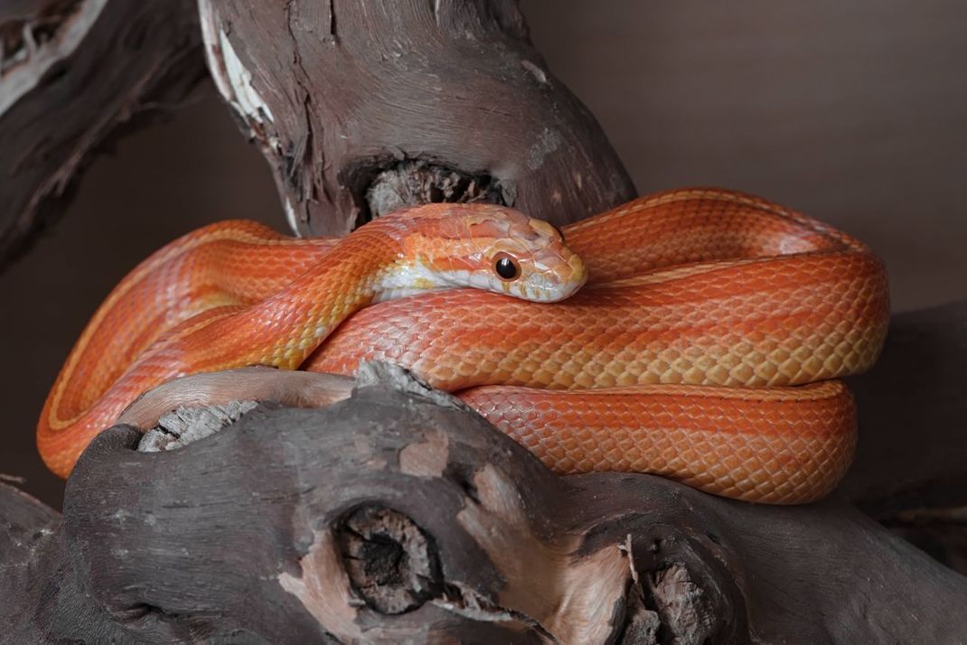 Kornnattern brauchen in ihrem Terrarium die richtige Temperatur sowie Luftfeuchtigkeit, um gesund zu bleiben.