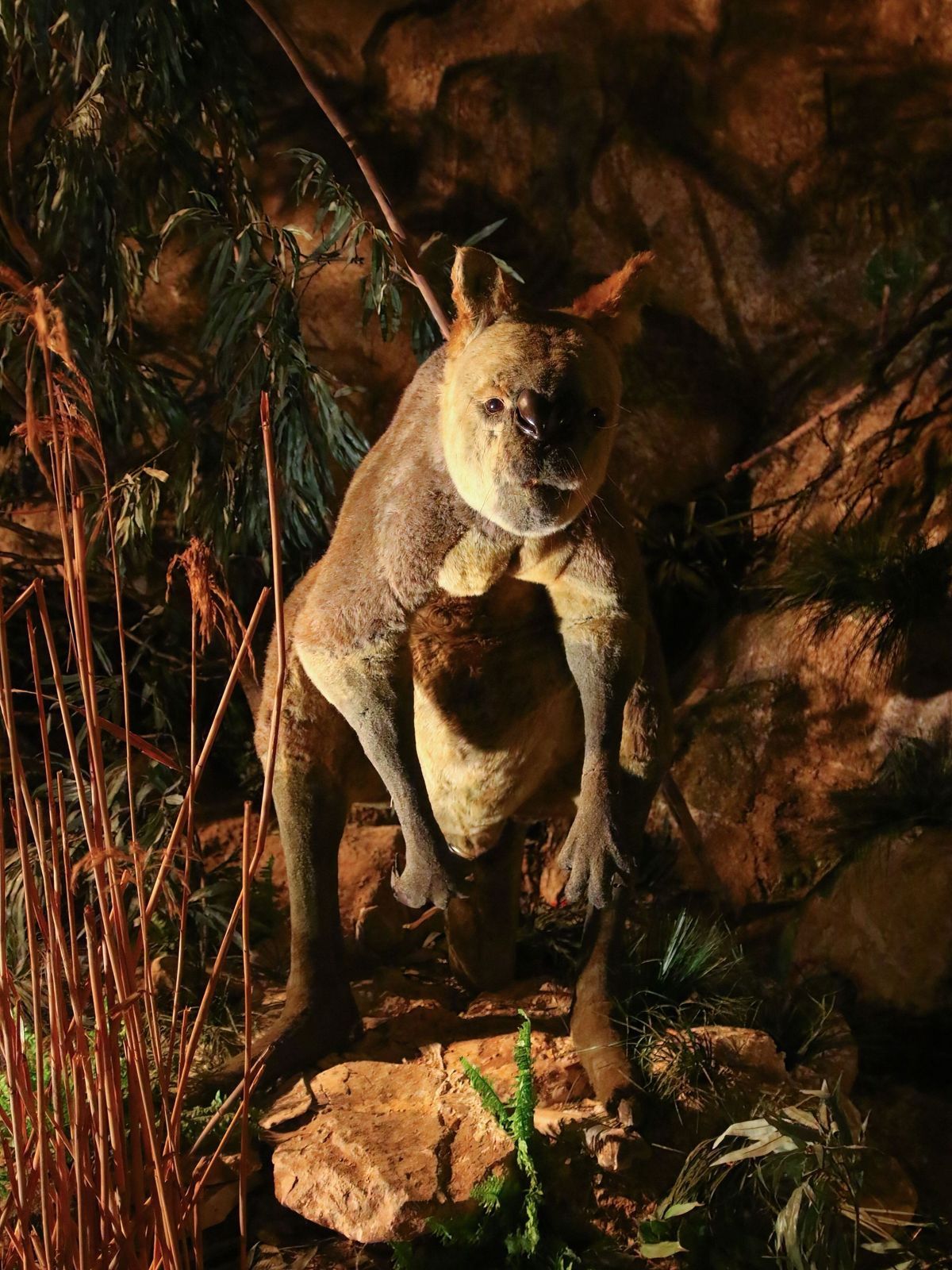Riesenkänguru-Größe-Gewicht-größtes-Känguru-der-Welt-Rotes-Riesenkänguru-2418541477