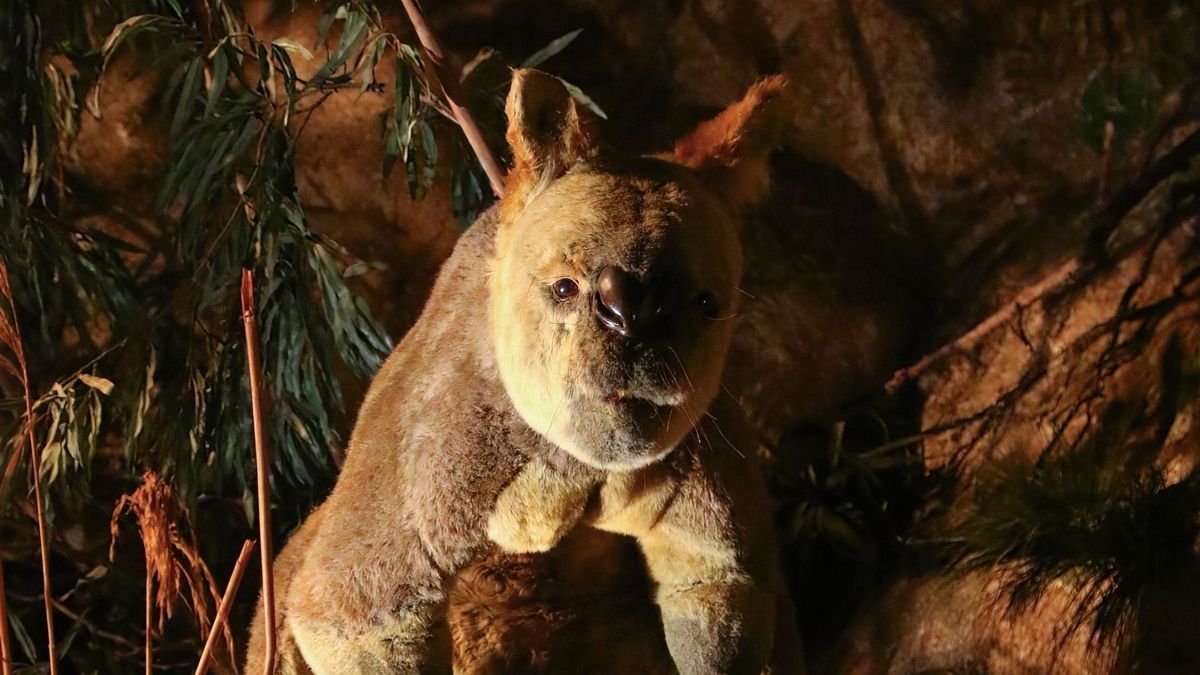 Riesenkänguru-Größe-Gewicht-größtes-Känguru-der-Welt-Rotes-Riesenkänguru-2418541477