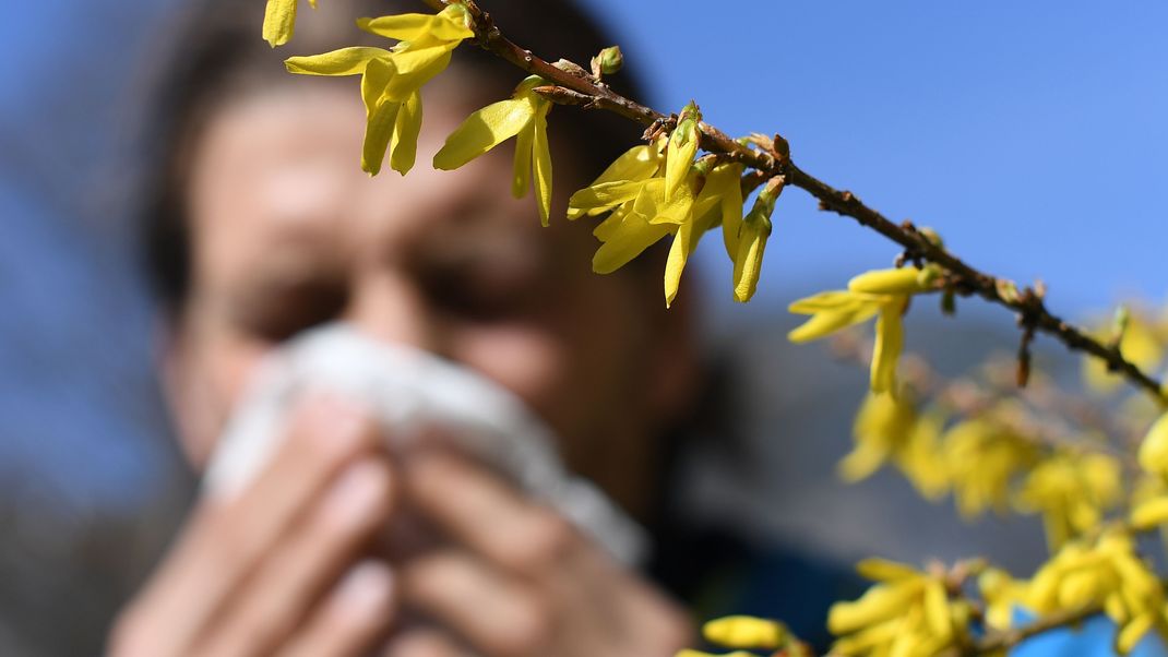 Wenn das Taschentuch zum stetigen Begleiter wird: Viele Menschen sind vor allem im Frühling von Heuschnupfen betroffen.