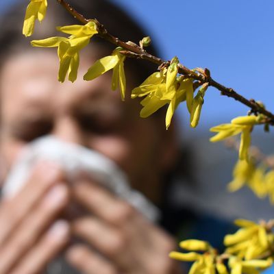 Deshalb können Allergiker:innen auch bei Regen nicht aufatmen