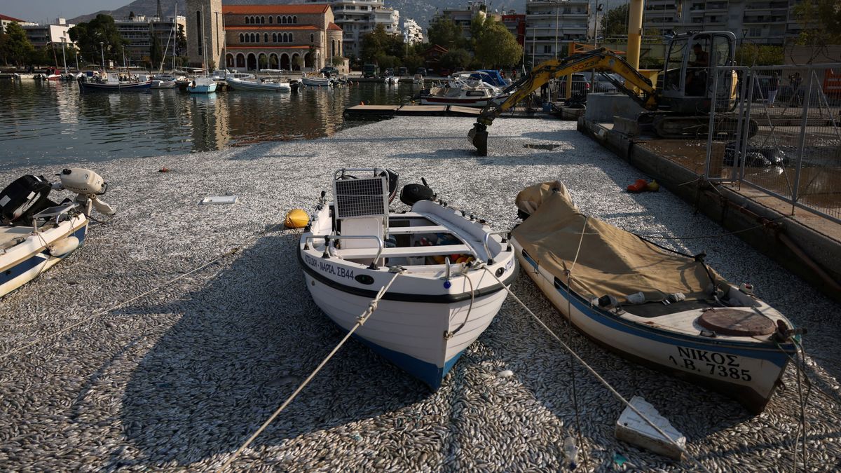 Tonnenweise tote Fische im Hafen von Volos.