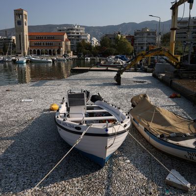 Tonnenweise tote Fische im Hafen von Volos.