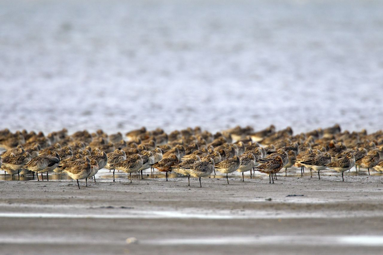 Das größte Naturschutzgebiet in Deutschland ist das Sylter Außenriff - Östliche Deutsche Bucht. Es ist mit 560.300 Hektar etwa doppelt so groß wie das Saarland. Vier weitere Naturschutzgebiete in Nord- und Ostsee liegen größenmäßig dahinter.