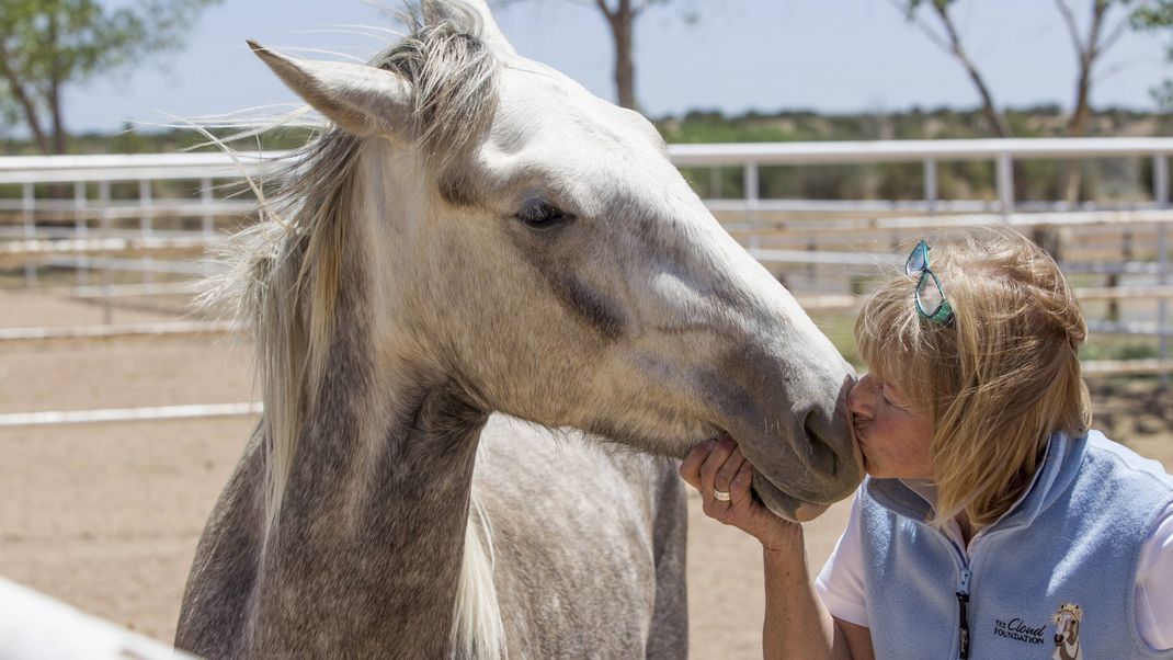 Neue Freundin: Diese wilde Mustang-Stute fand auf einer Adoptions-Veranstaltung ein neues Zuhause.