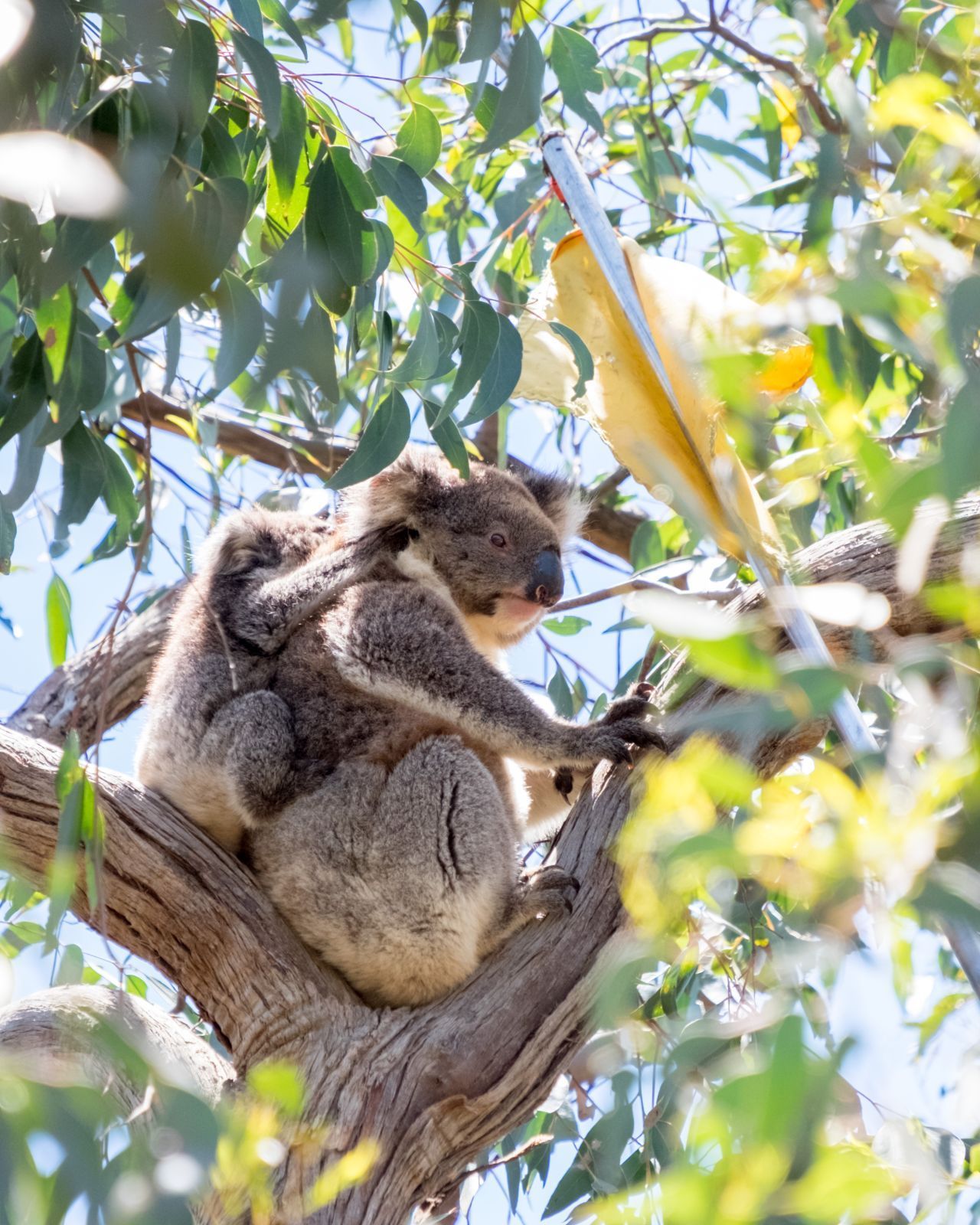 Einige Monate verbringt das Koala-Junge die Zeit am Rücken der Mutter.