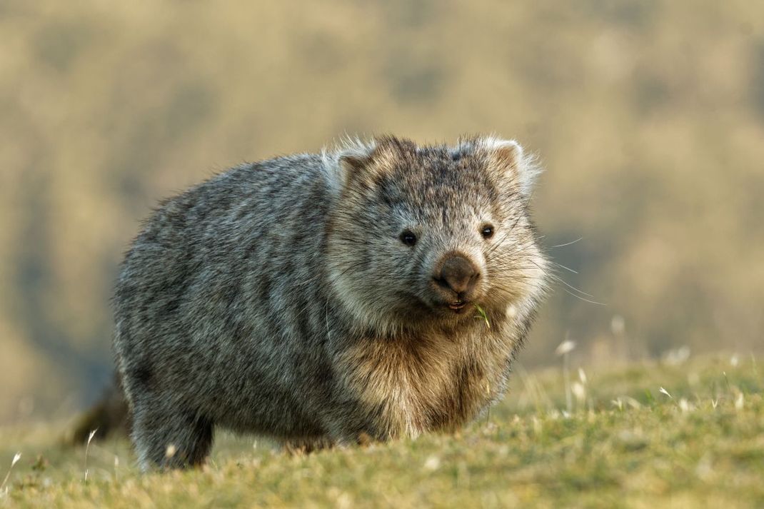 Wombats koten kleine Würfel. Warum das so ist, erklären wir hier.