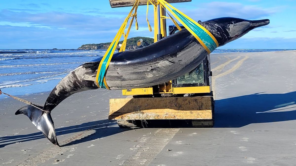 Seltener Bahamonde-Schnabelwal in Neuseeland gestrandet