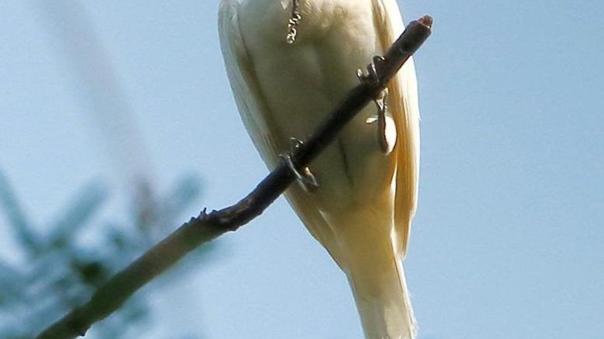 Procnias Albus White Bellbird Male E 1578399485215