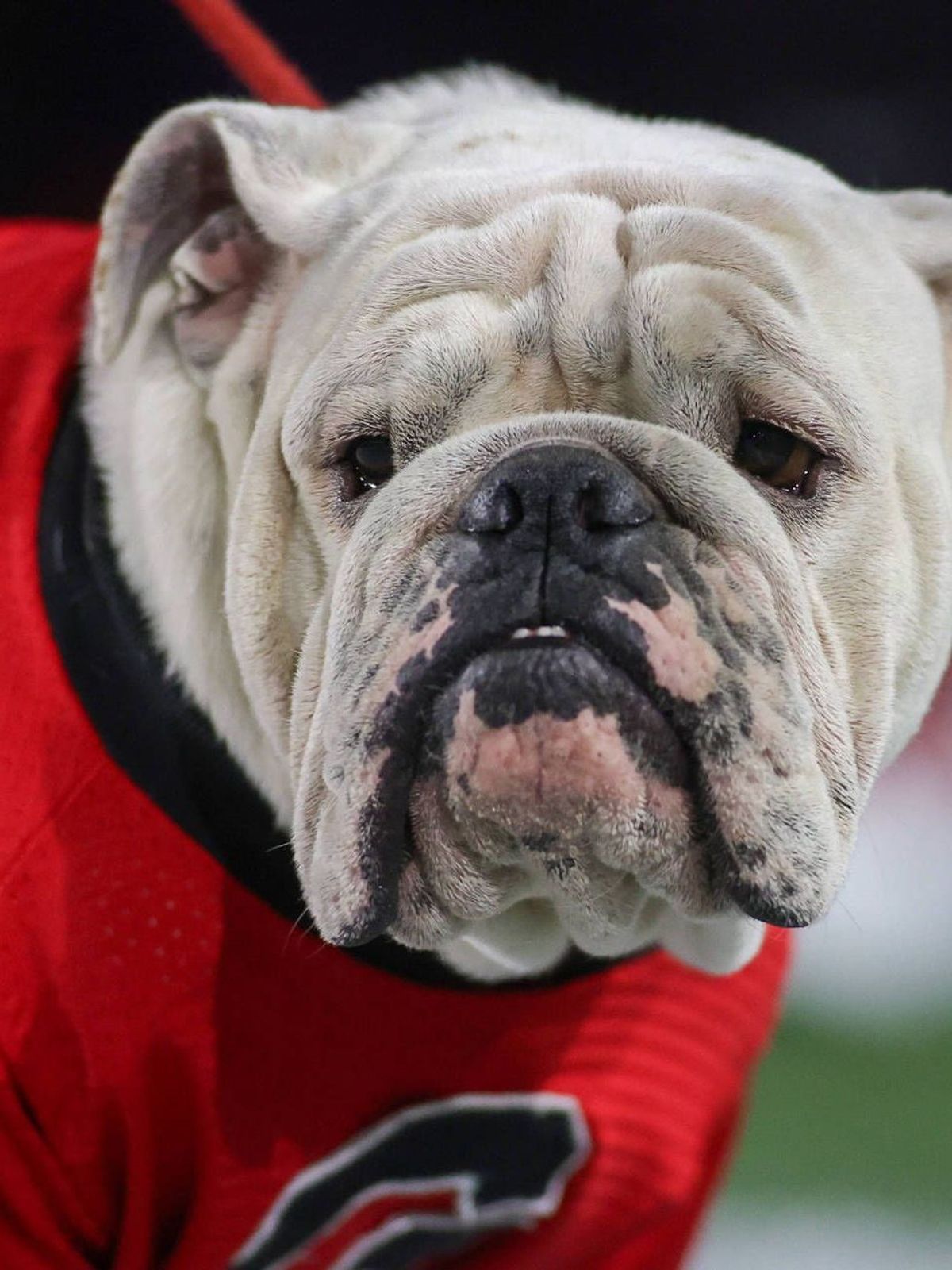 NCAA, College League, USA Football: Georgia at Georgia Tech Nov 25, 2023; Atlanta, Georgia, USA; Georgia Bulldogs mascot Uga on the sideline before a game against the Georgia Tech Yellow Jackets at...
