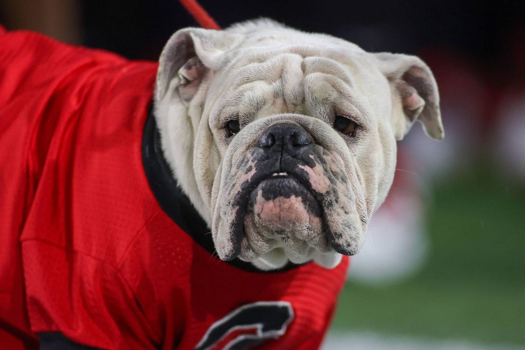 Das Maskottchen der Georgia Bulldogs ist verstorben