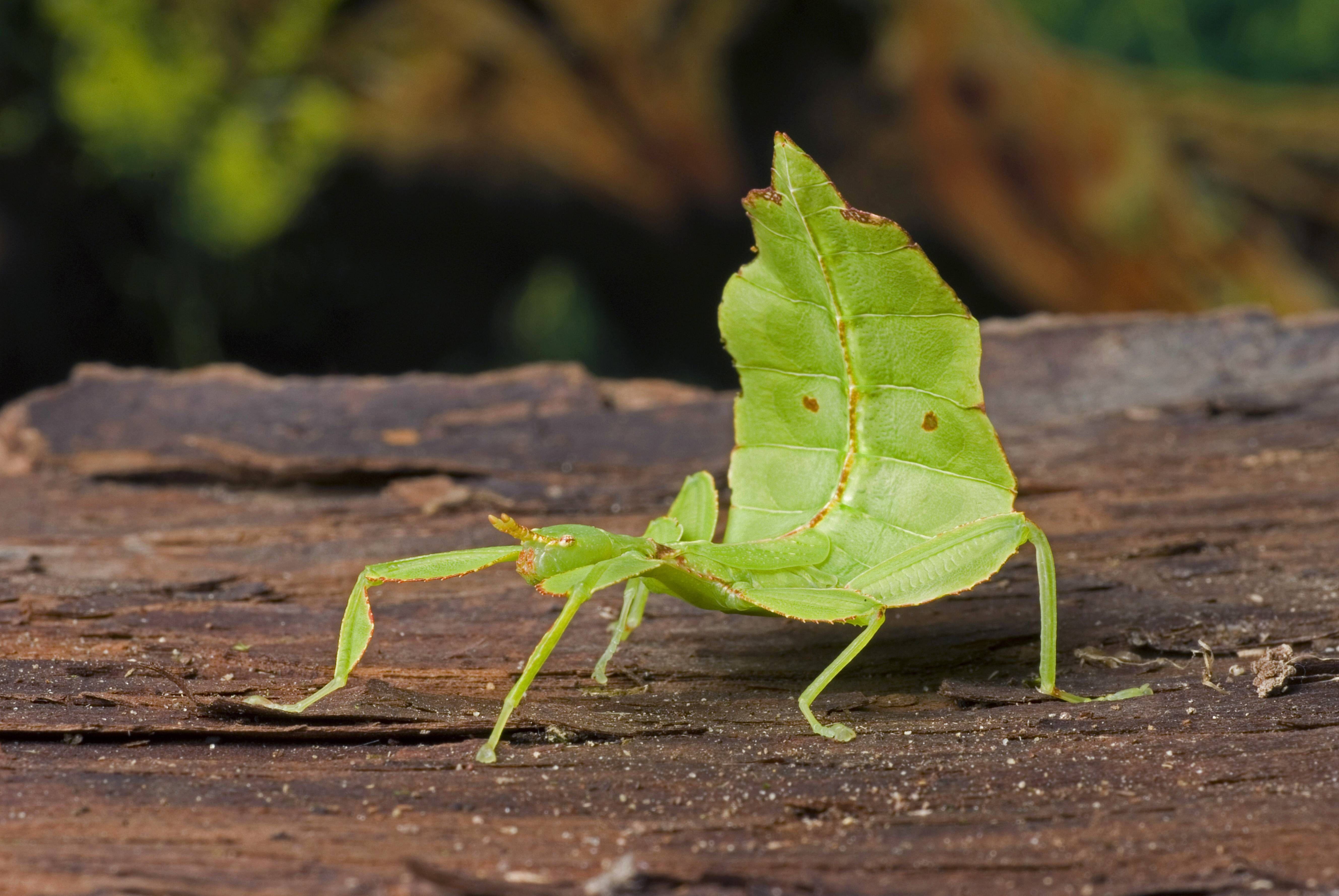 Oh Schreck, ein wandelndes Blatt! Diese Gespenstschrecke ist sogar nach ihrem Aussehen benannt: Wandelndes Blatt. Das Insekt schützt sich vor Fressfeinden mit einem Körper, der wie ein Blatt geformt und gefärbt ist.