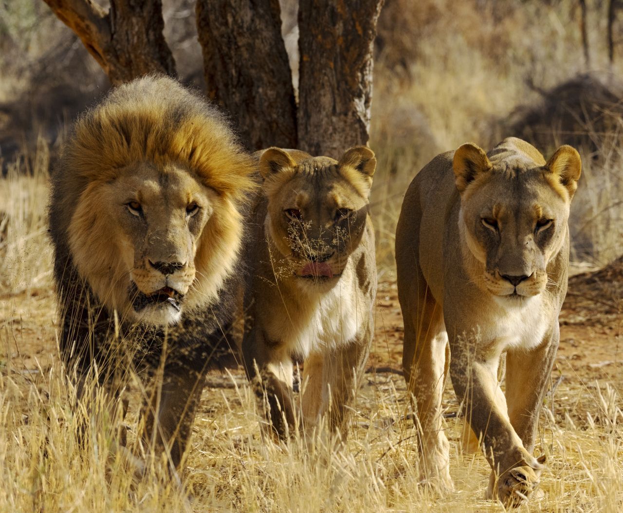 In Äthiopien befreiten 3 Löwen 2005 ein Mädchen aus seiner Gefangenschaft. Die 12-Jährige wurde von einer Männergruppe für eine Zwangsehe entführt. Angelockt von ihrem Weinen vertrieben die Löwen die Entführer und warteten ruhig neben dem Mädchen, bis die Polizei eintraf. Vermutlich erinnerte ihr Wimmern die Löwen an die Laute ihrer Jungen. 