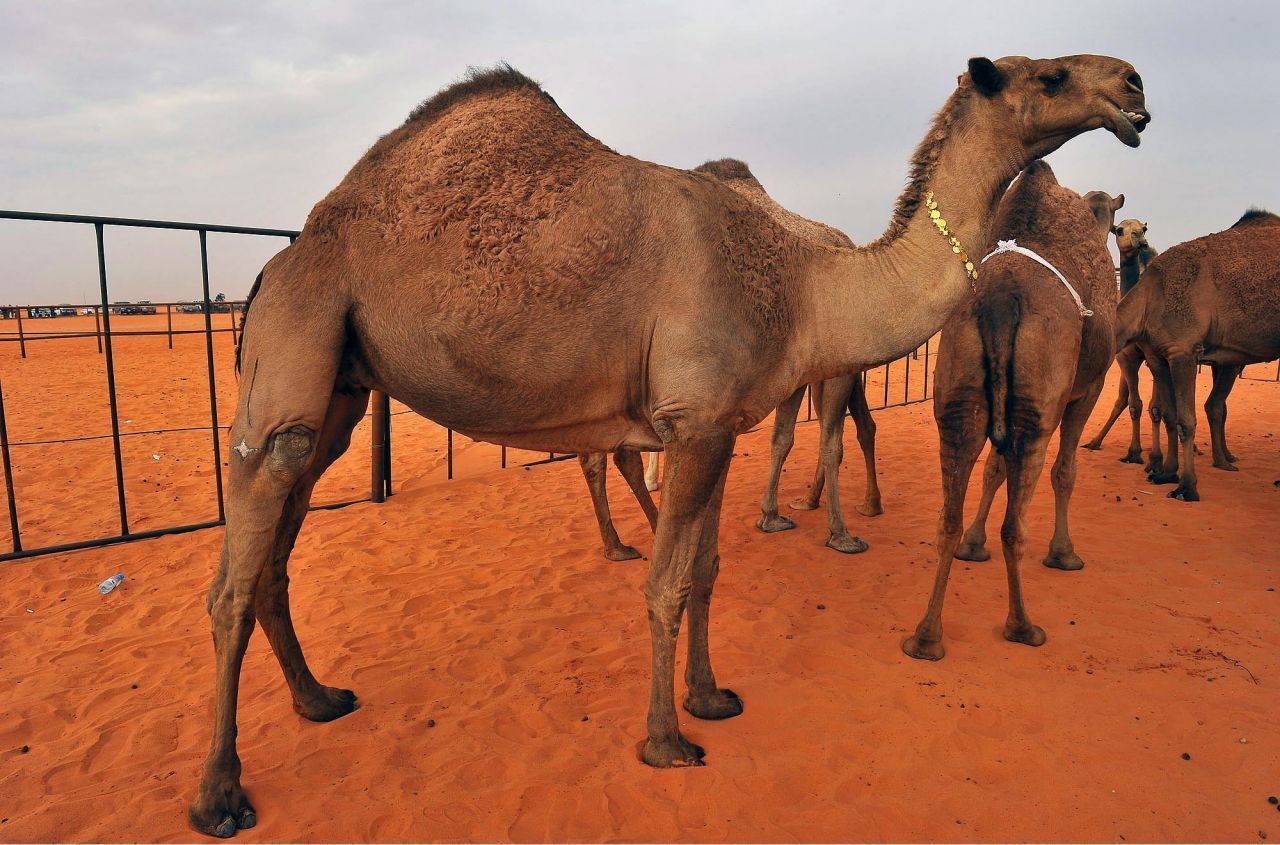 Wer wird "Miss Kamel"? Das entscheidet sich jedes Jahr aufs Neue beim King Abdulaziz Camel Festival nahe der saudi-arabischen Hauptstadt Riad. Hier geht es nicht nur um eine stattliche Größe, wohlgeformte Höcker und lange Beine. Die Schönheit eines Kamels bemisst sich auch an der Form und Fülle der Lippen. 2018 kam es zum Skandal: 12 Tiere wurden disqualifiziert, weil ihre Besitzer:innen Botox verwendet hatten, um sie hübsche