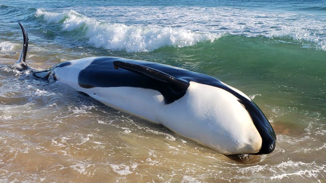 Knapp 70 Jahre war die letzte Orca-Strandung im Süd-Osten der USA her, bevor im Januar 2023 wieder einer am Strand gefunden wurde. Wissenschaftler:innen gehen von einer Krankheit als Ursache für die Strandung aus.