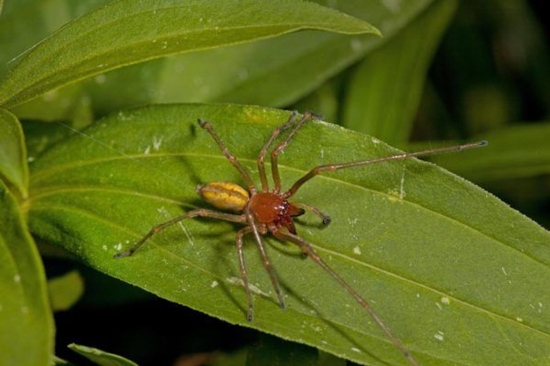 Der Ammen-Dornfinger ist die giftigste Spinne Europas