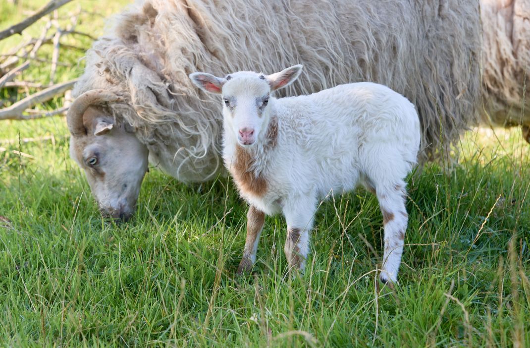 Schaf-Mama "Selma" (links) und das Junge "Flumo".