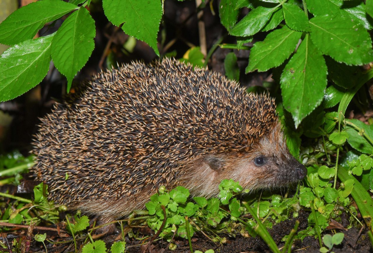 In Großbritannien liegen Igel besoffen im Garten. Der Grund: Um Schnecken zu vertreiben, bauen Gärtner:innen Bier-Fallen auf. Die ziehen aber nicht nur die Salatfresser an, sondern auch die Igel.