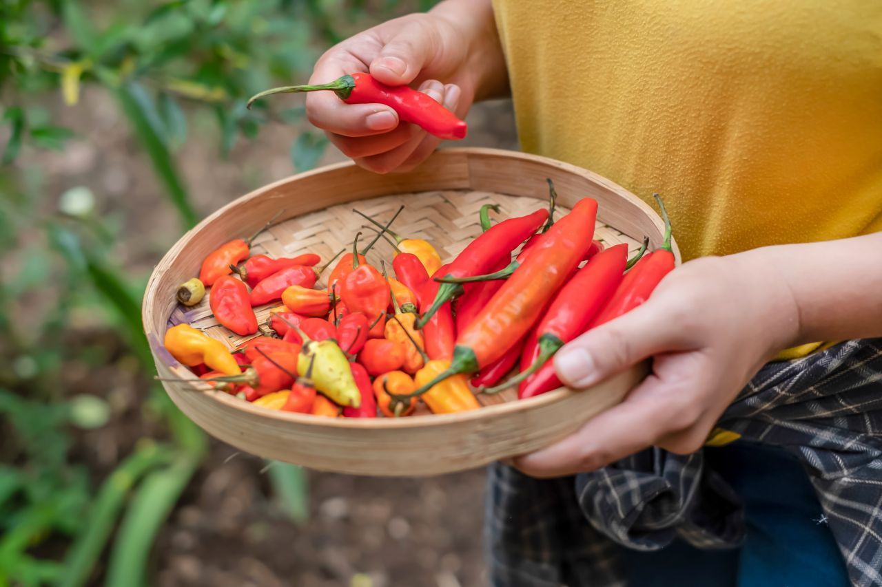 Kennst du die Faustregel: Je kleiner der Chili ist, desto schärfer ist er auch? Das stimmt zwar meistens, aber nicht immer. Wie viel Capsaicin darin steckt, hängt auch von der Sorte oder dem Klima ab.