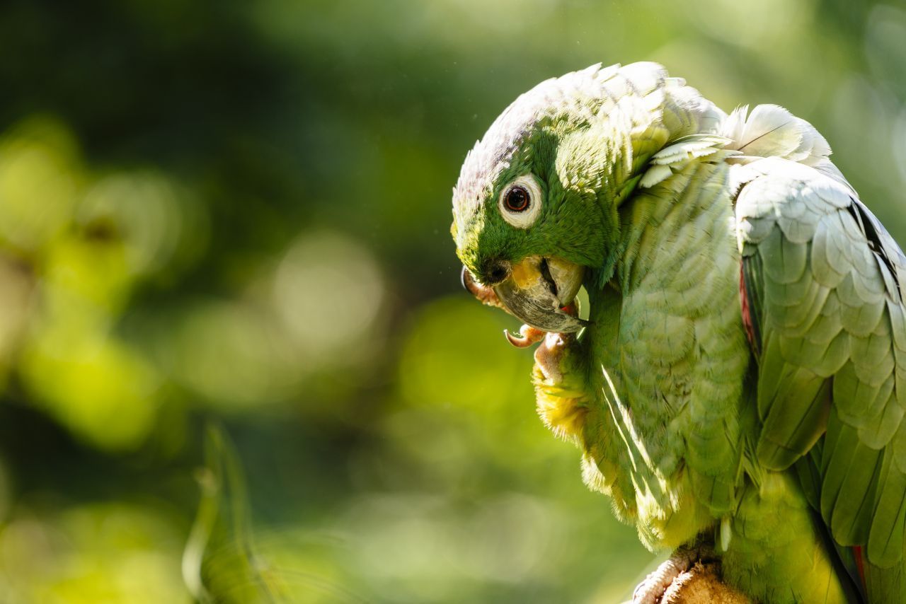 Auch Amazonen-Papageien können in kurzer Zeit ganze Sätze lernen. 