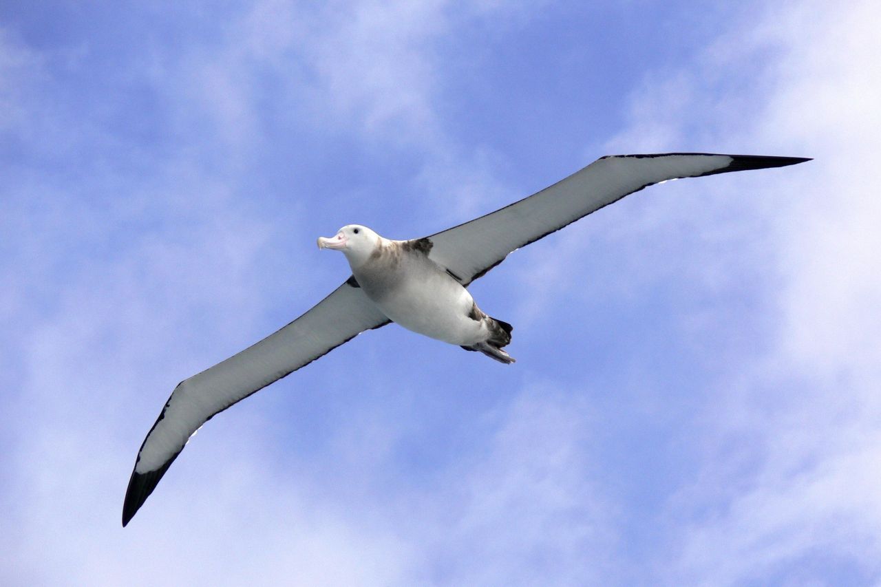 Fliegender Gigant: Das ist der größte Vogel der Welt | Galileo