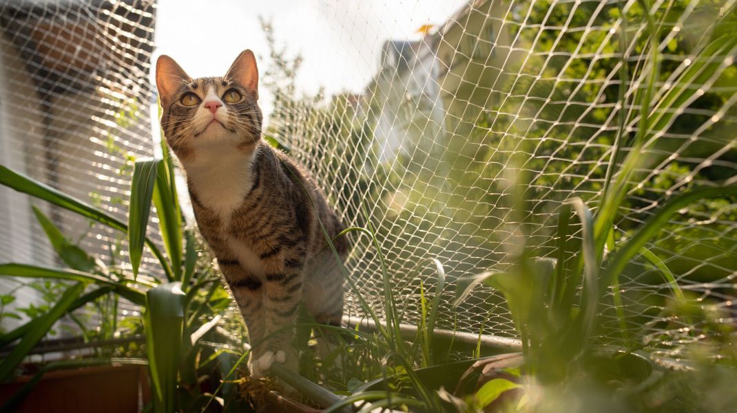 Mit einem Katzenschutznetz schützt du deine Katze vor einem Sturz vom Balkon.
