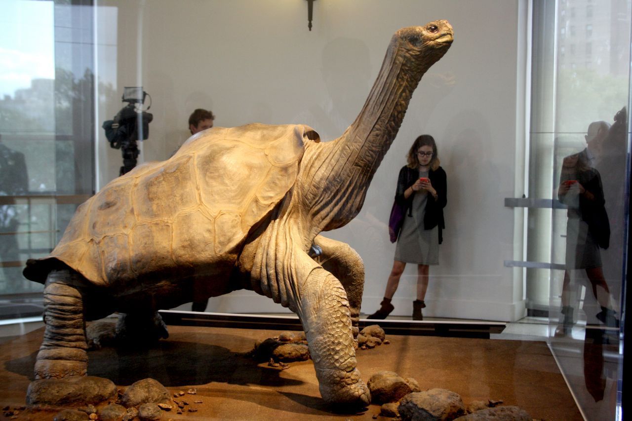 Der Körper der 1,5 Meter langen Riesenschildkröte wurde nach dem Tod balsamiert und im Naturkundemuseum in New York ausgestellt. Danach kehrte er zurück nach Santa Cruz - als Symbol für den Artenschutz.