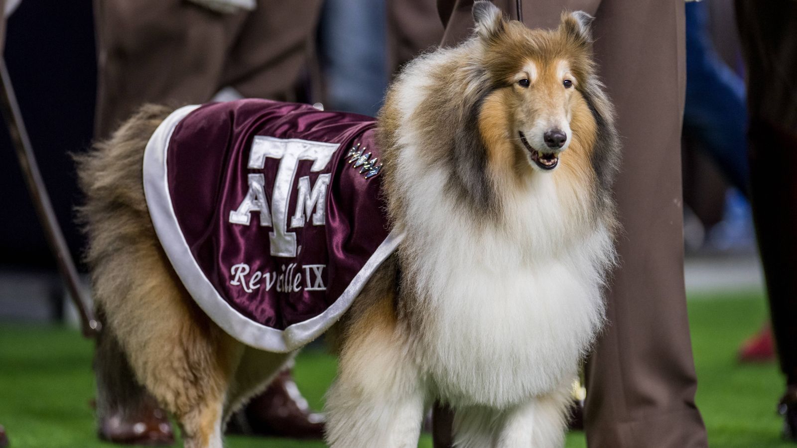 
                <strong>Reveille IX</strong><br>
                Das offizielle Maskottchen und die ernannte "First Lady" des Campus ist Reveille IX, ein reinrassiger Collie. Darüber, wie dieser Hund das Wahrzeichen der A&M wurde, ranken sich viele Geschichten: die weit verbreiteste und akzeptierteste unter ihnen besagt, von ihrem ersten Erscheinen im Januar 1931. Auf dem Weg zum Campus, zurück aus dem nahegelegenen Navasota, fuhr eine Gruppe Kadetten einen kleinen schwarz-weißen Hund mit ihrem Auto an. Sie nahmen den Hund mit und brachten ihn mit auf ihr Zimmer, obwohl es zu der Zeit nicht erlaubt war, Haustiere mit auf den Campus zu nehmen. Dass man sie nicht lange verstecken konnte, wurde deutlich, als sie am darauffolgenden Morgen einen der Trompeter lauthals anbellte, der die Kadetten mit seiner militärischen Fanfare weckte. In der damals darauffolgenden Saison führte Reveille die Erste also die Marching Band der "Aggies" auf das Feld und tat dies für stolze 13 Jahre. Am Ende ihres Dienstes wurde sie mit militärischen Würden am Homefield der "Aggies" begraben. Reveille IX ist nun die bereits neunte Nachfolge in dieser stolzen Tradition. 
              