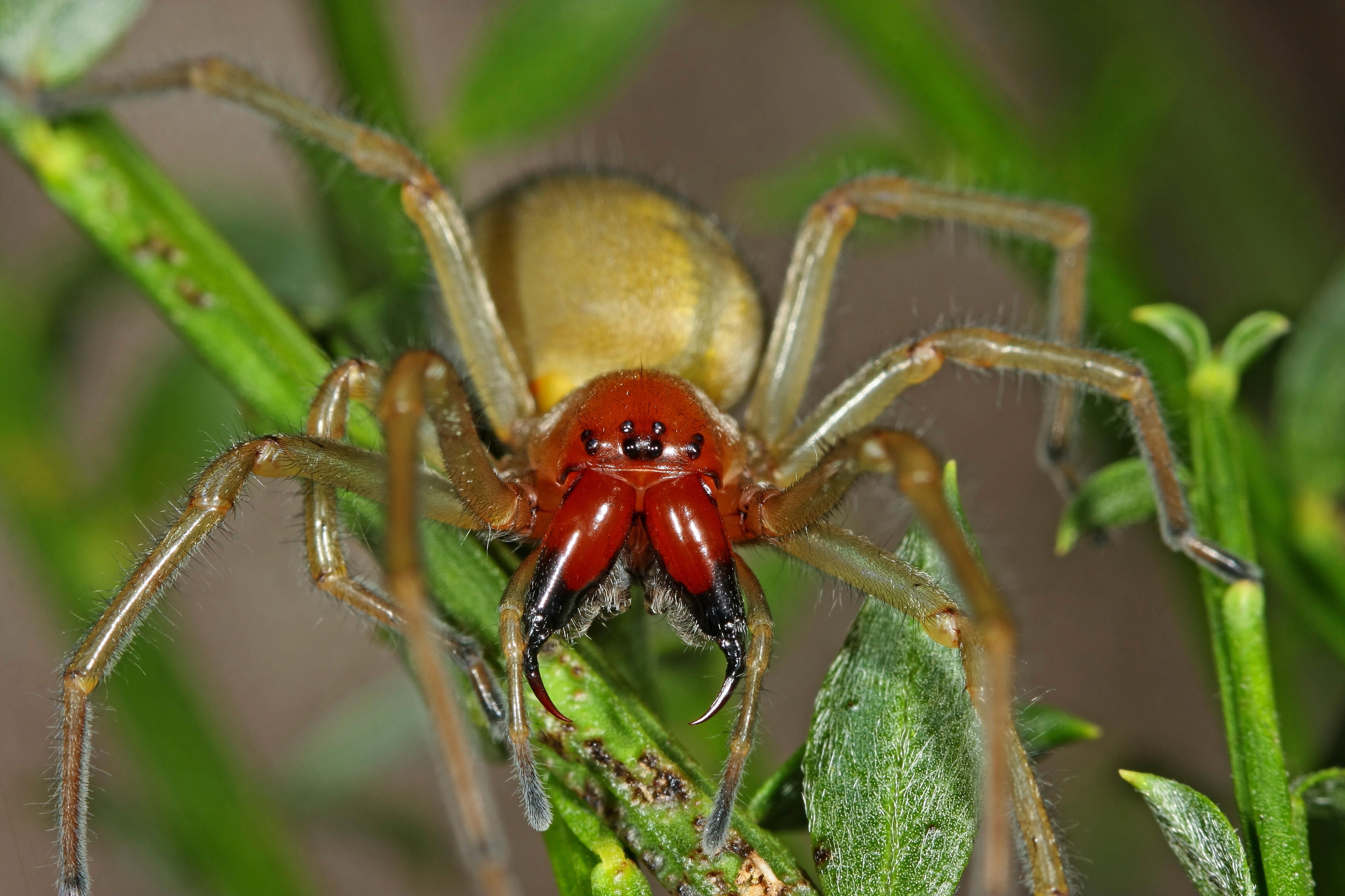 Die Ammen-Dornfinger Spinne gilt als die gefährlichste in Deutschland beheimatete Spinne. Ihr Beißwerkzeug kann die menschliche Haut durchdringen.