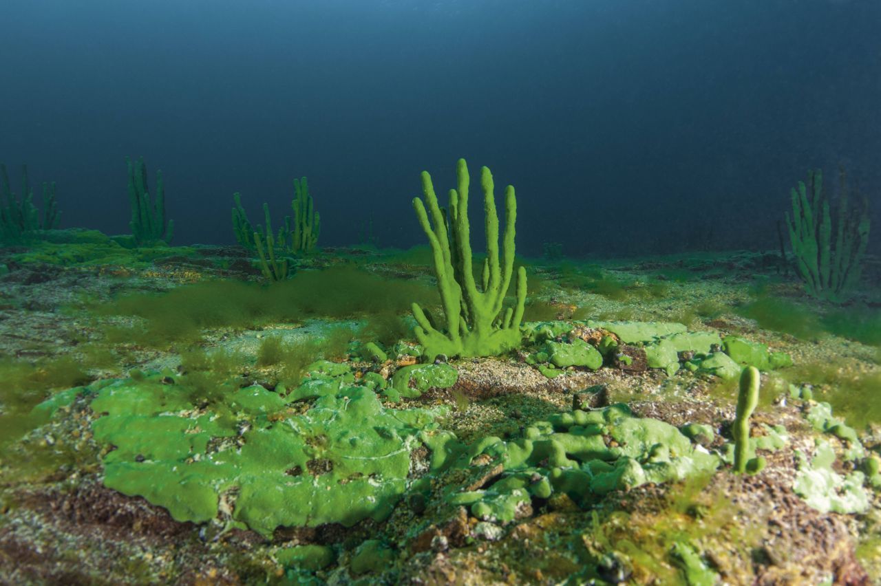 Im Baikalsee gibt es eine Schwamm-Art, die Süßwasser bevorzugt und nur hier lebt.