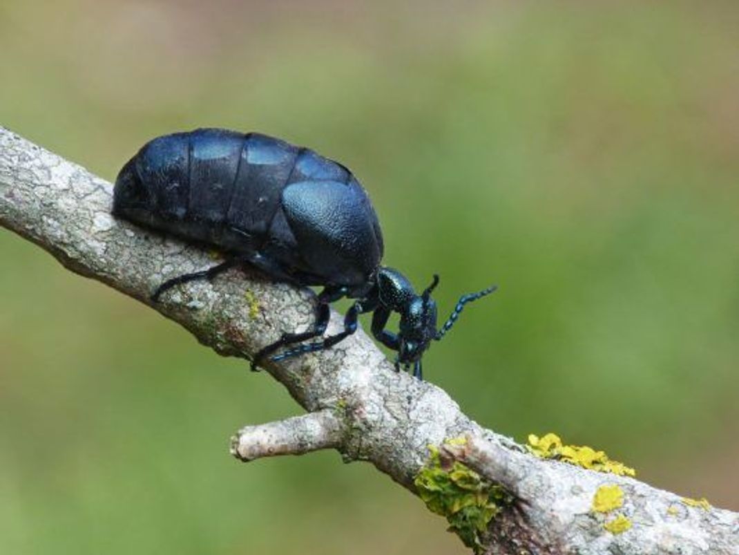 Insekt des Jahres 2020: der schwarzblaue Ölkäfer