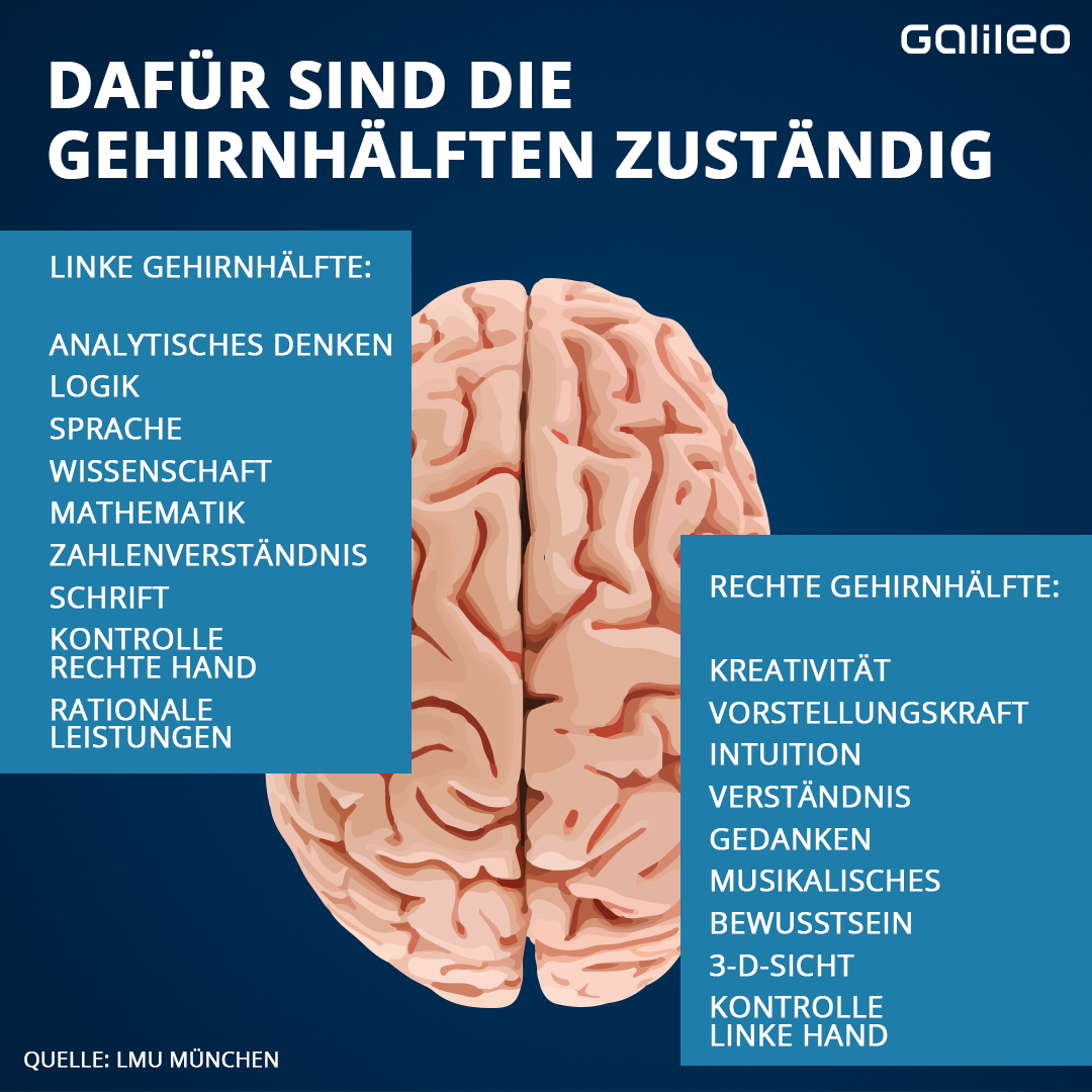 Dafür sind deine Gehirnhälften zuständig